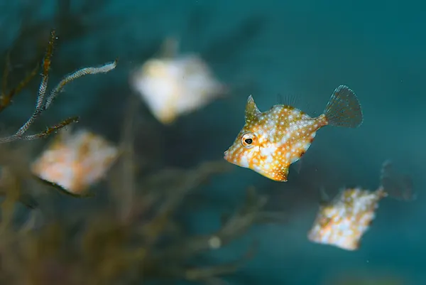 December 1: Mushizaki (Photo Diving)
