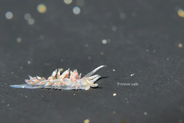 February 7: Nudibranch Dive at Ogi!