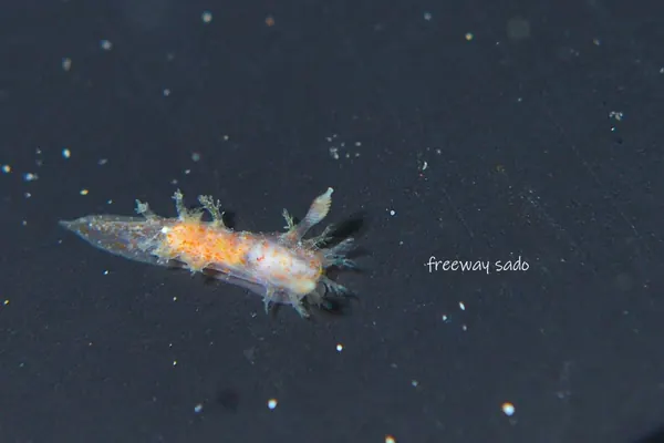 February 8: Mushizaki (We Dive Even at −3°C Air Temp, lol)