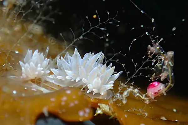 February 21: Nudibranch Dive at Katanoo!
