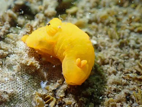 February 27: Secret Shore Dive Sites (Lake Kamo and Seai)