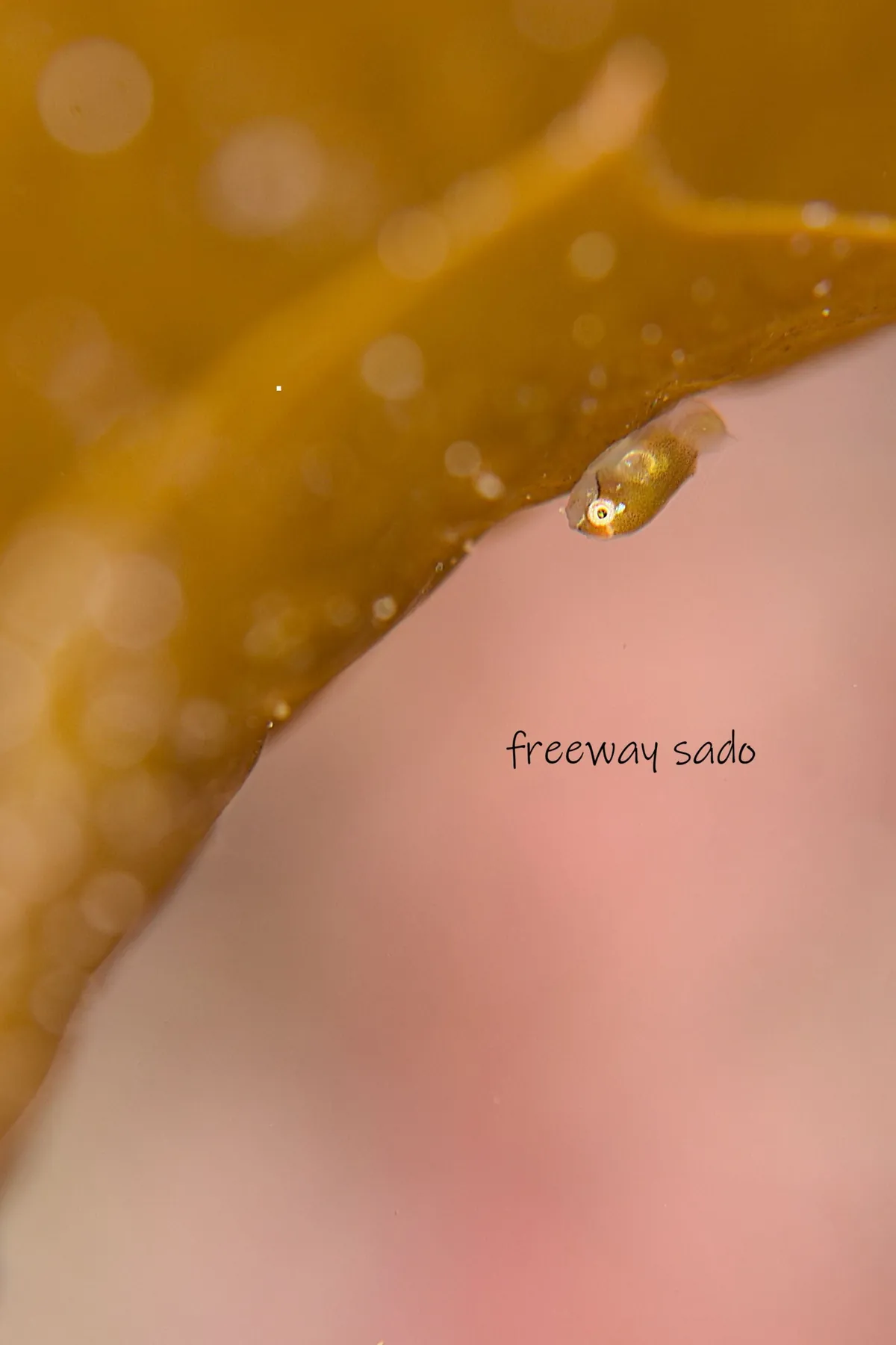 March 4: A Baby Hoteiuo, photo 1