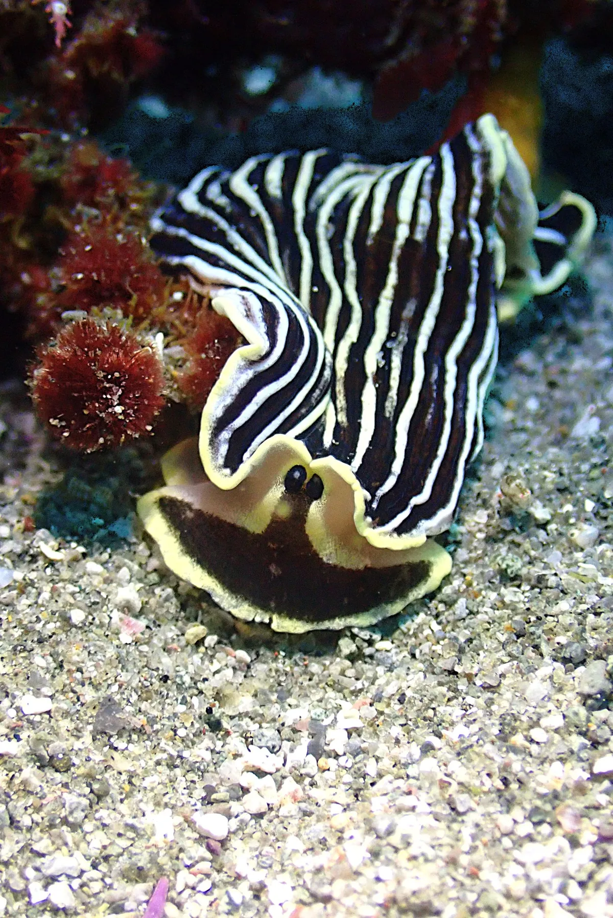 03月07日＿突風の虫崎で！！GO DIVE 写真2
