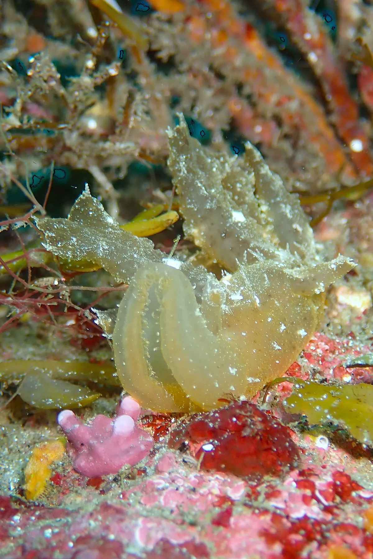 03月07日＿突風の虫崎で！！GO DIVE 写真3