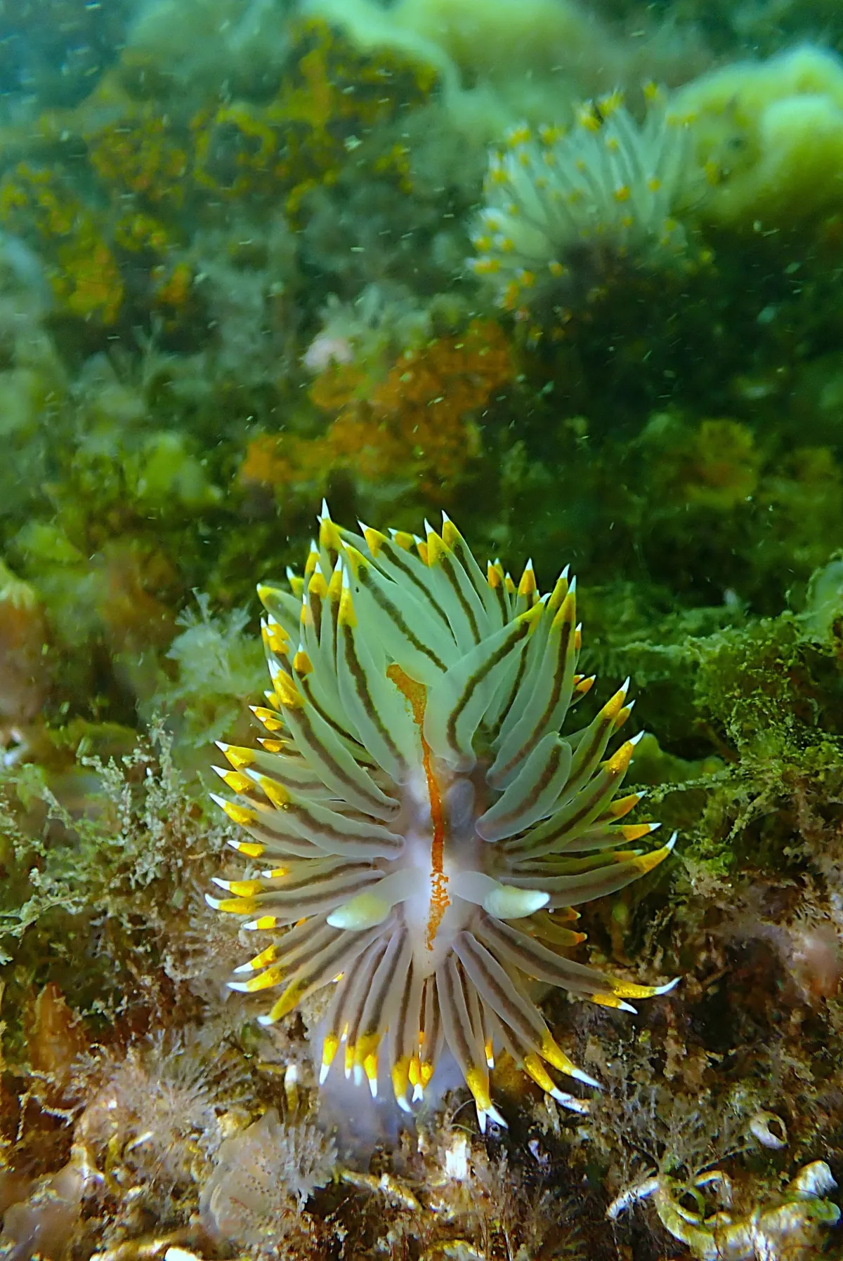 03月08日＿１２年目にして初めてのハナヤギウミウシ発見 写真1