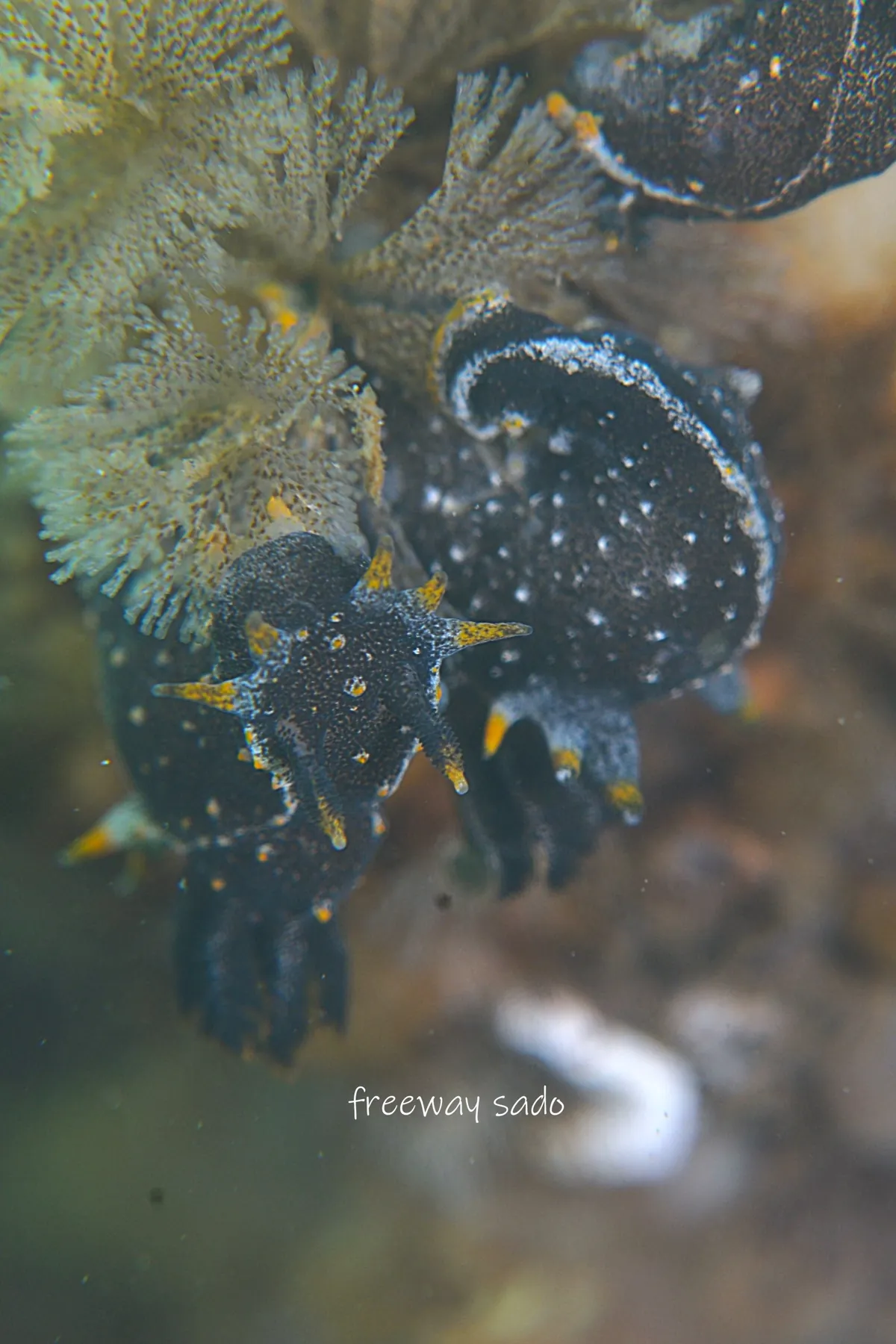 March 13: Two Dives at Lake Kamo (Mizutama Umiushi Mating!), photo 2