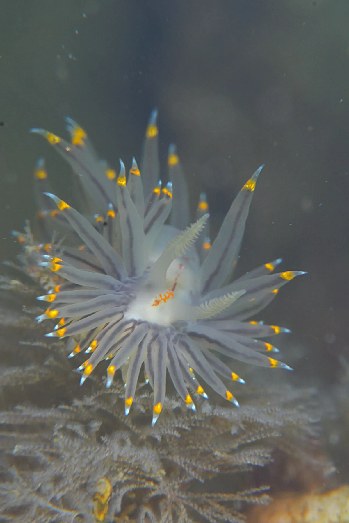 March 13: Two Dives at Lake Kamo (Mizutama Umiushi Mating!), photo 3