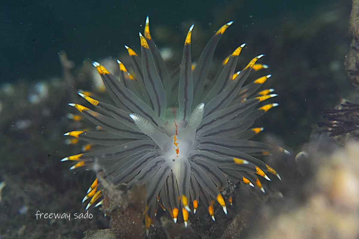 March 13: Two Dives at Lake Kamo (Mizutama Umiushi Mating!), photo 4