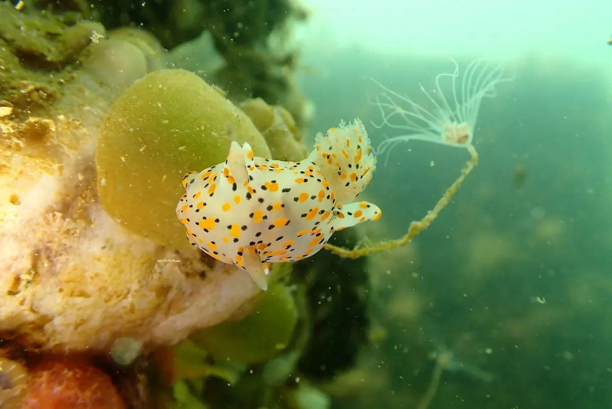 ４月１６日　加茂湖・虫崎 写真4
