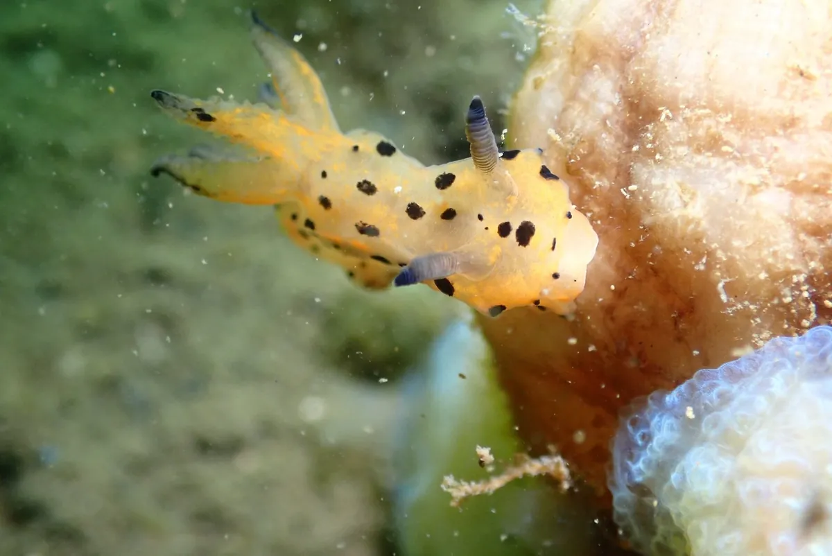 ４月１６日　加茂湖・虫崎 写真5