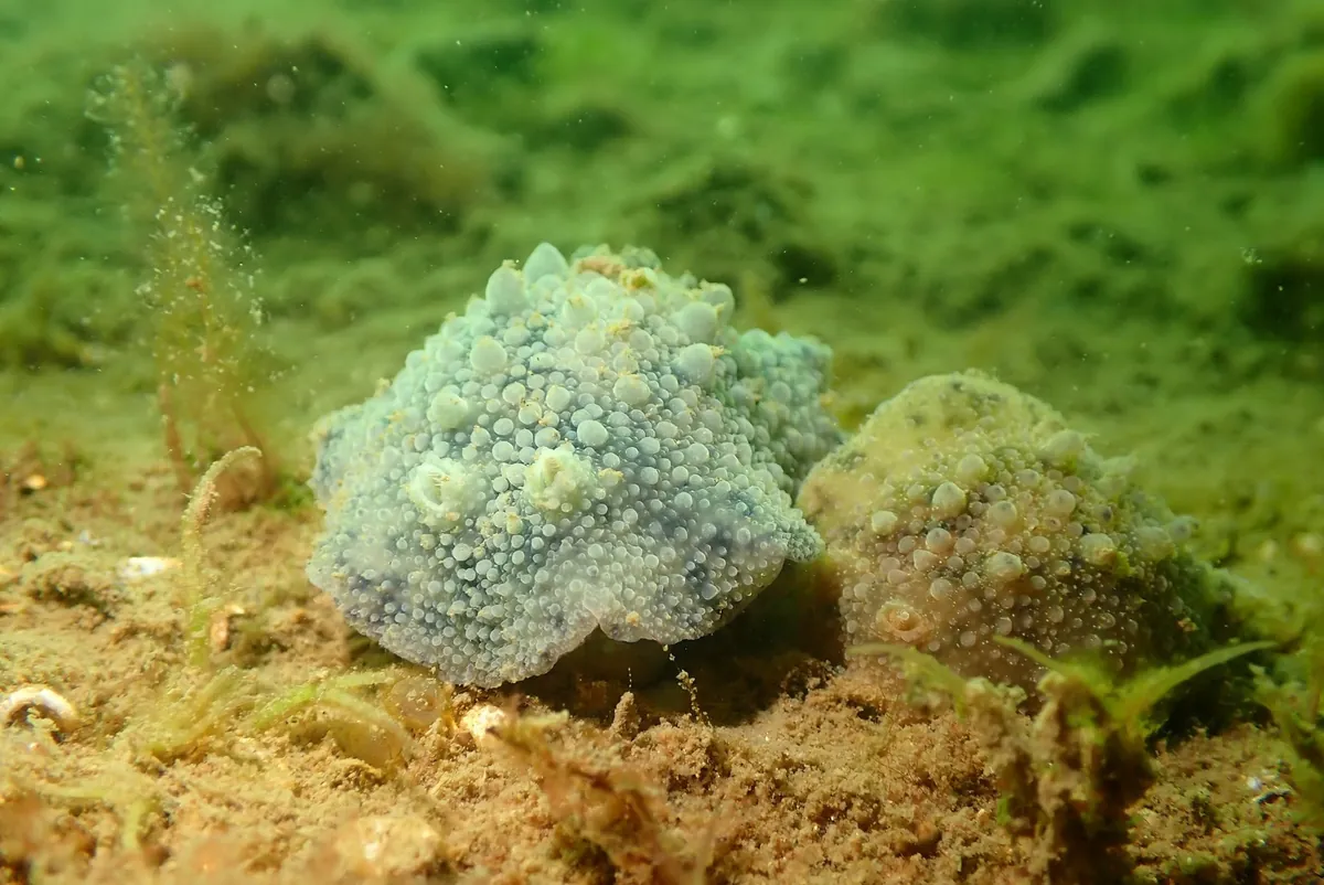 ４月１６日　加茂湖・虫崎 写真6
