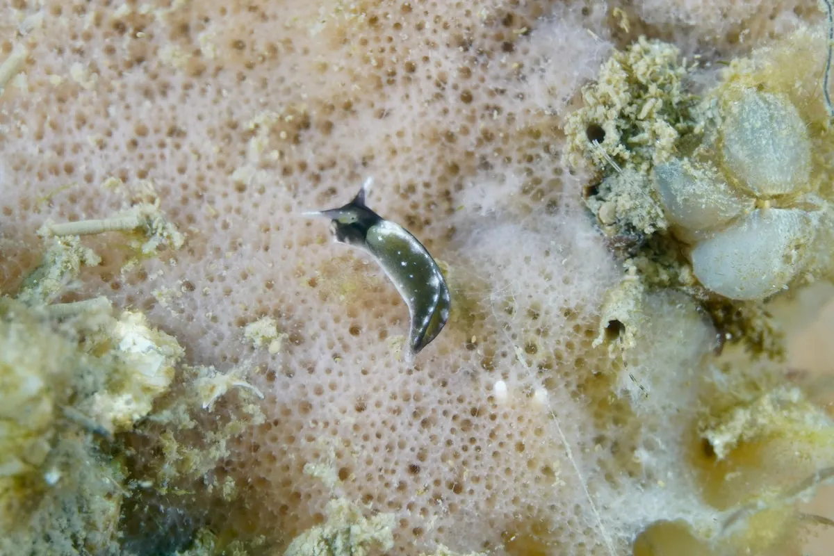 ４月１９日　加茂湖・背合 写真3