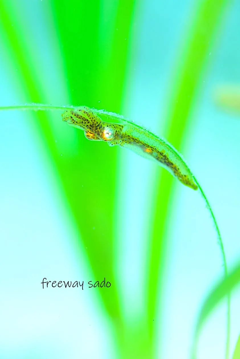 ６月１日　加茂湖・梅津 写真1