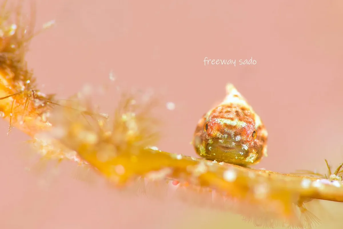 4 พฤษภาคม: มุชิซากิ, ภาพ 1