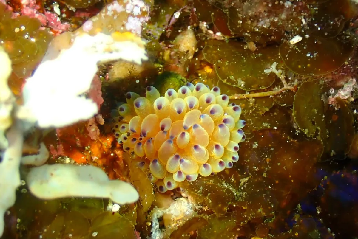 ７月７日　北小浦（漁礁・赤岩） 写真5