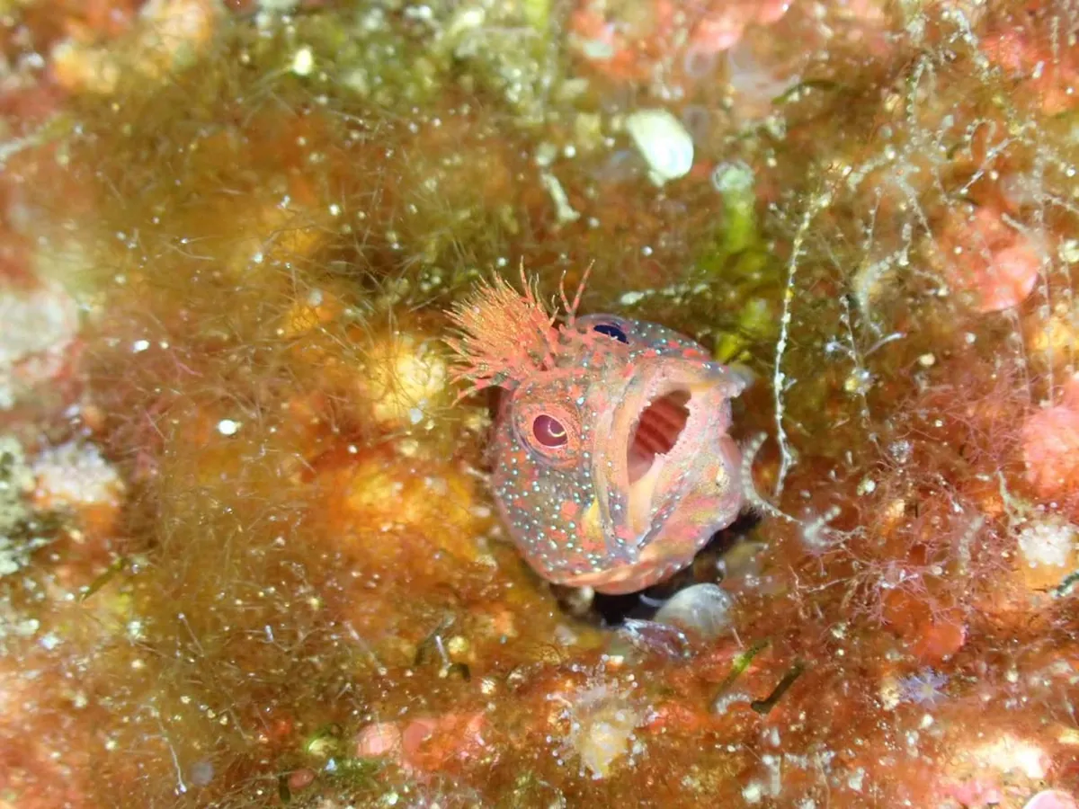７月４日　北小浦 写真3