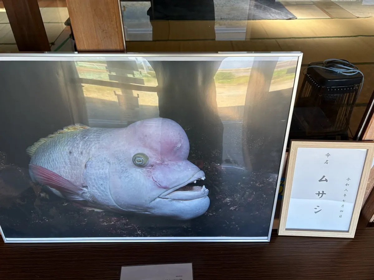 ７月４日　北小浦 写真4