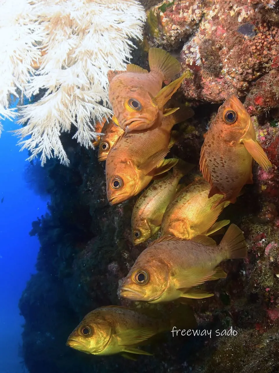７月３０日　北小浦 写真3