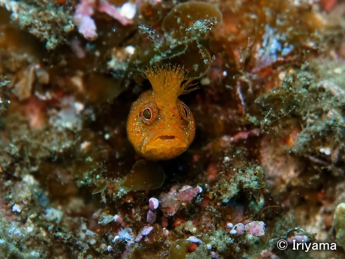 ８月２日　北小浦 写真3