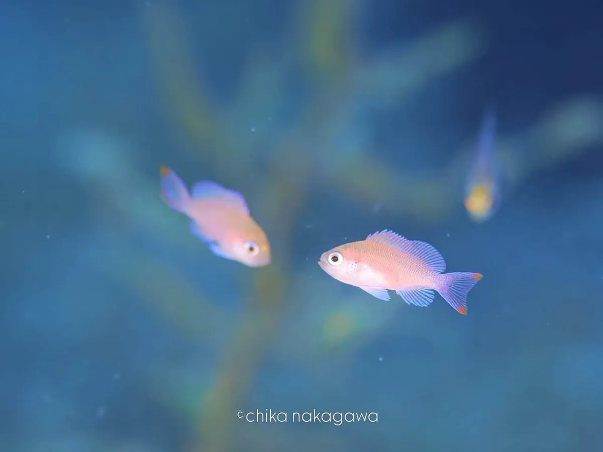 ９月１４日　北小浦・小木 写真5