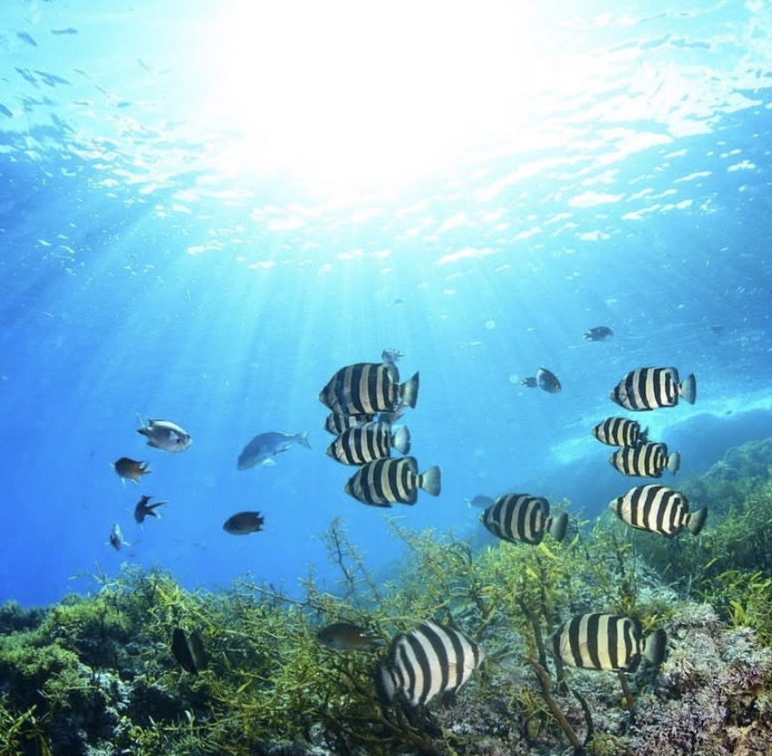 縞模様の魚群と光の筋