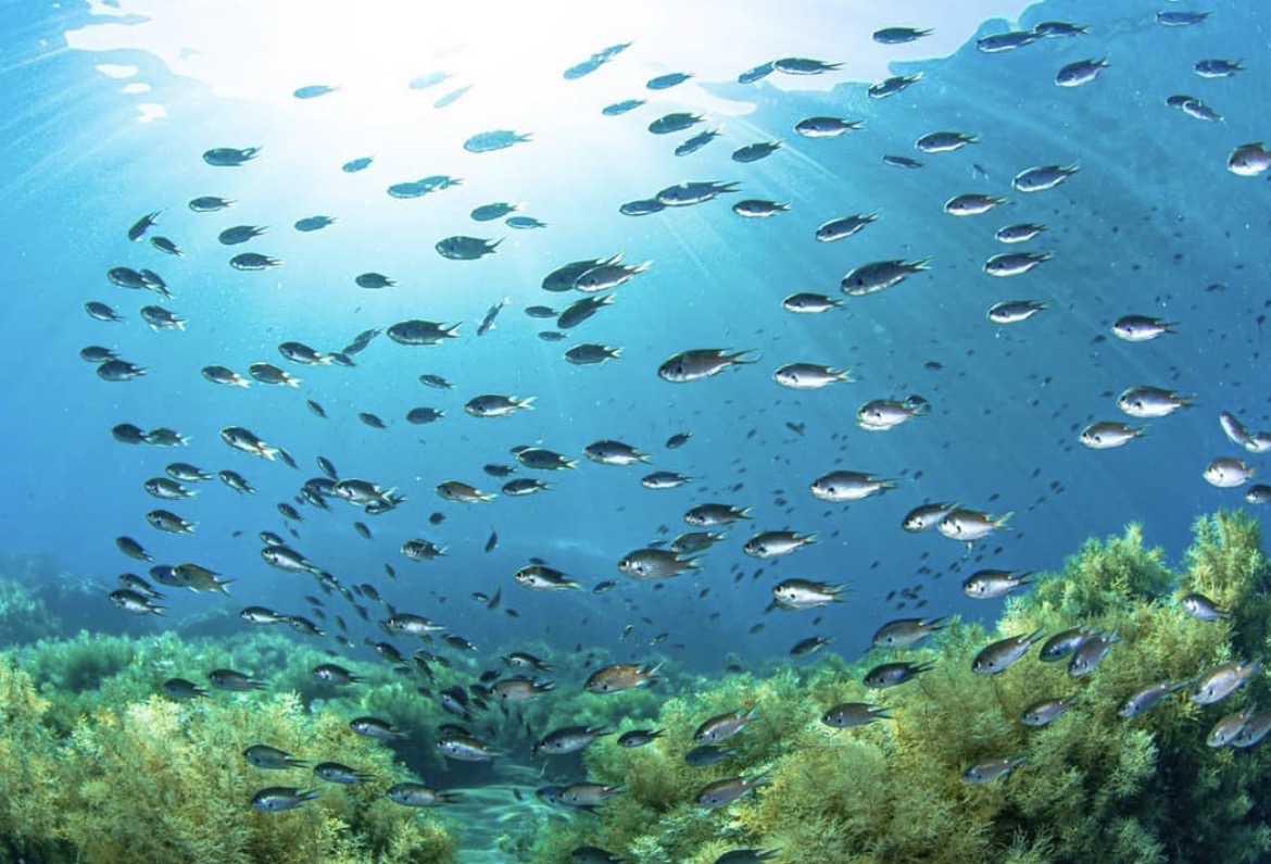 海藻の森に群れる魚