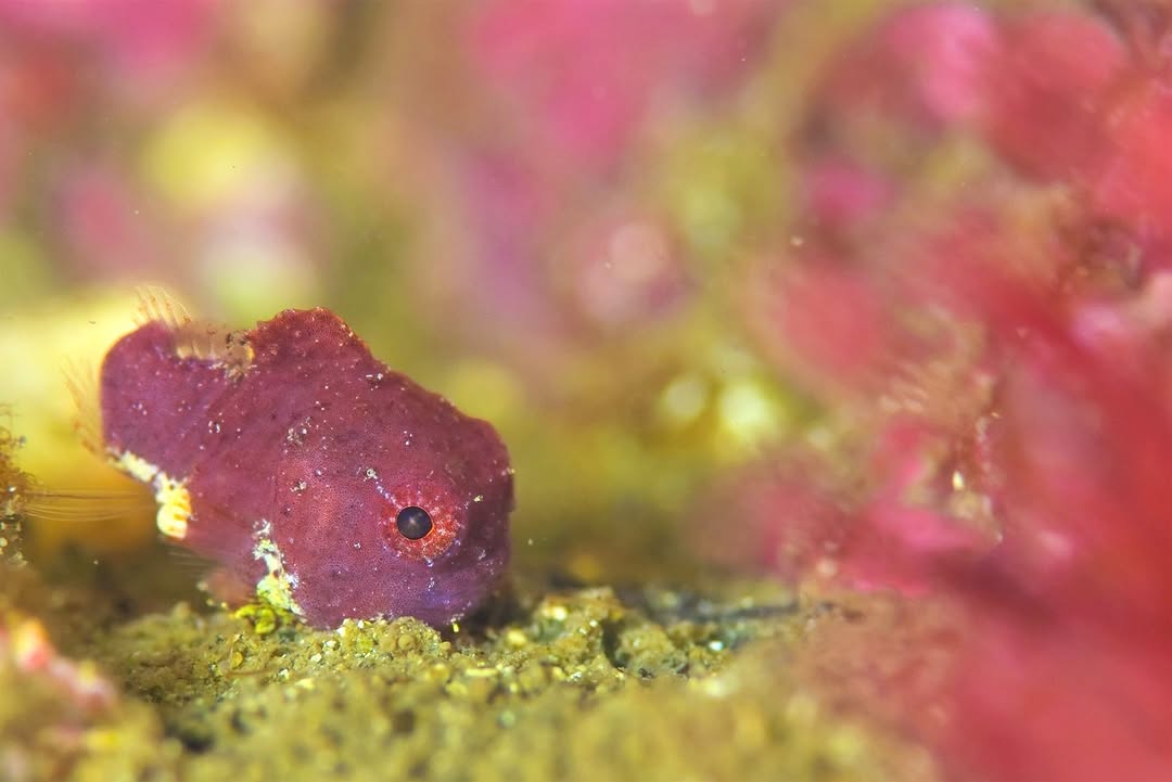 赤いマクロ生物の世界