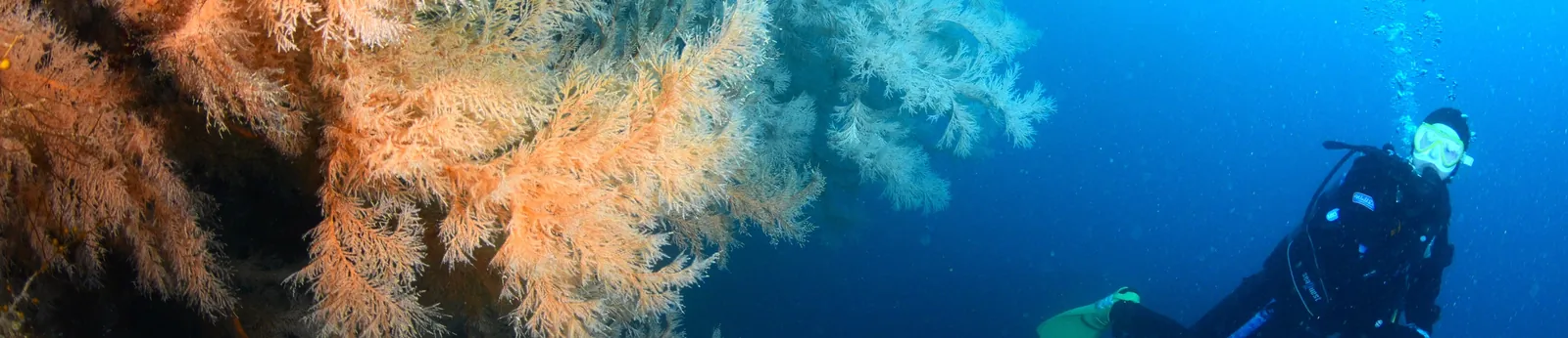 佐渡・片野尾で、サビカラマツの群生の横を泳ぐダイバー