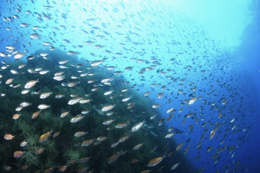 秋の佐渡の海に群れる魚