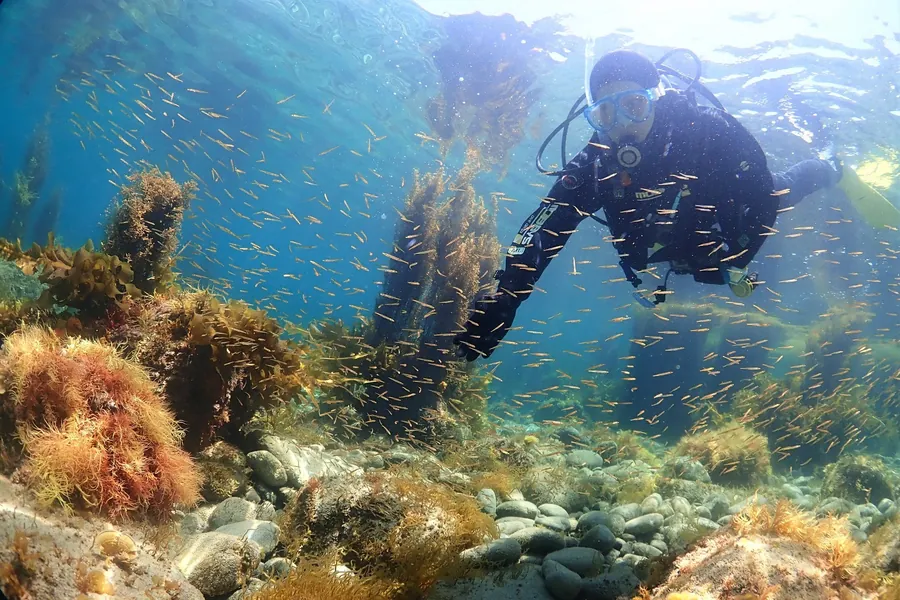 虫崎の浅瀬で小魚の群れと泳ぐダイバー