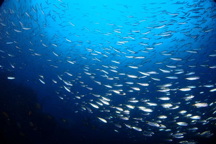 北小浦 漁礁の海中