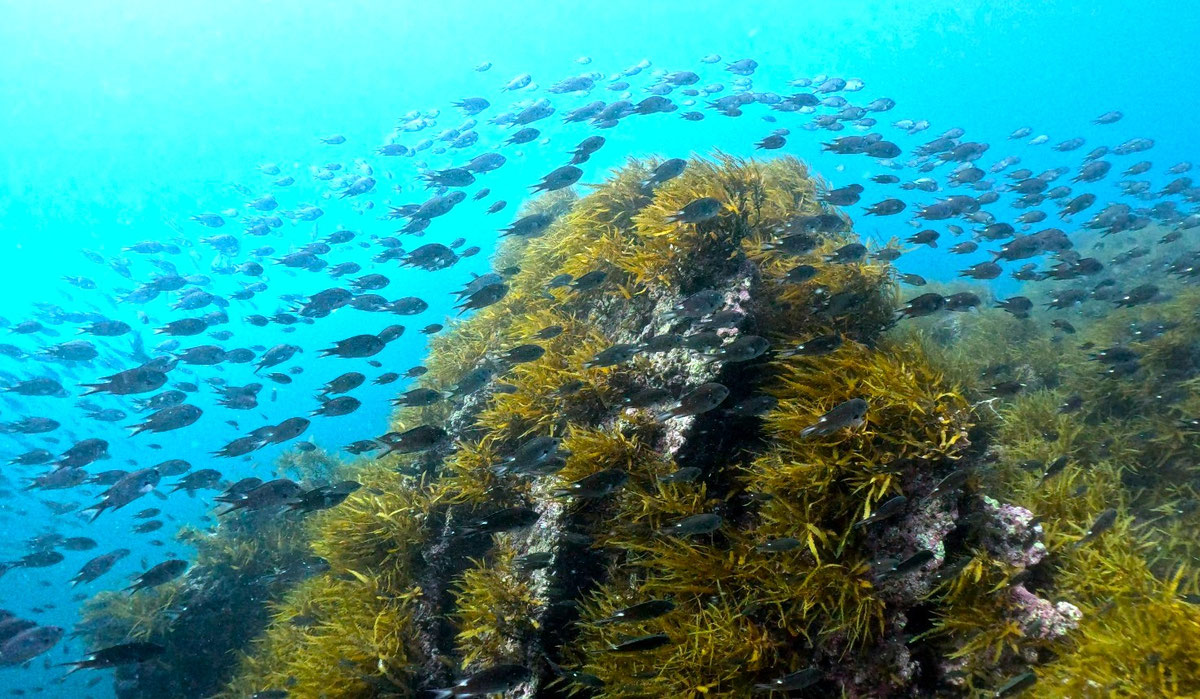 海藻の根の上を群れで泳ぐ魚たち